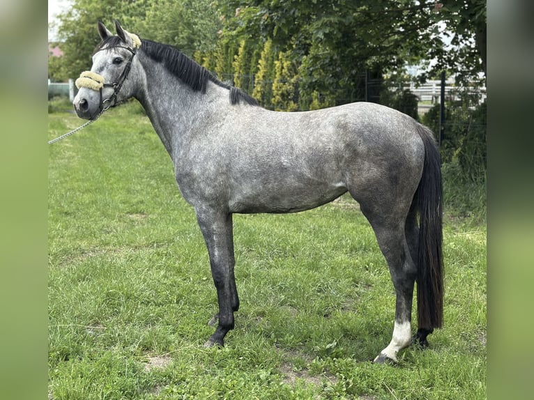 Studbook angloeuropeo Giumenta 3 Anni 165 cm Grigio in Złotów