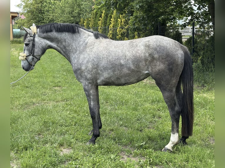 Studbook angloeuropeo Giumenta 3 Anni 165 cm Grigio in Złotów