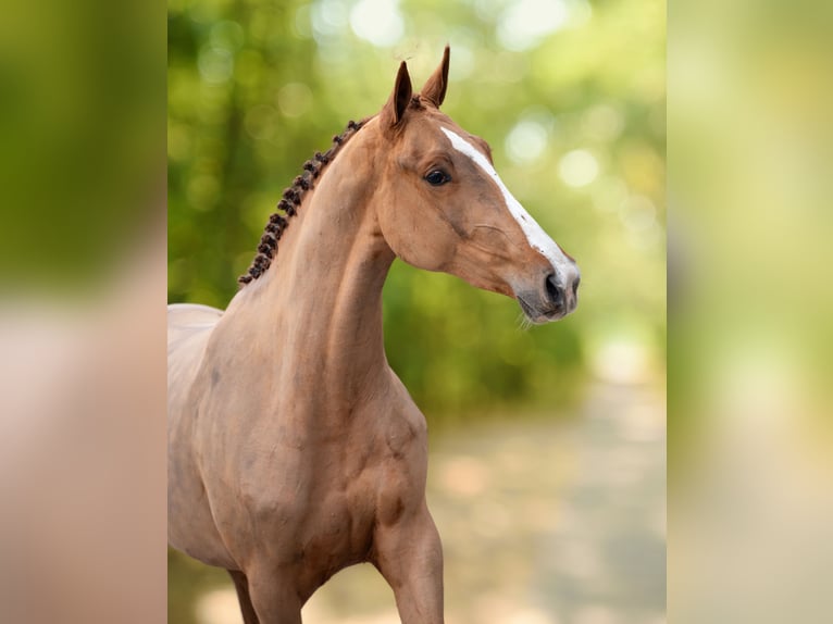 Studbook angloeuropeo Giumenta 3 Anni 165 cm Sauro in GROTE-BROGEL