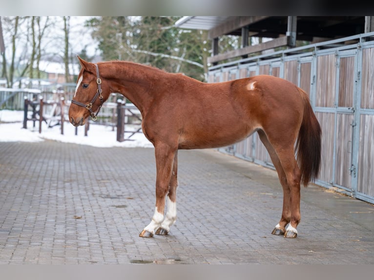 Studbook angloeuropeo Giumenta 3 Anni 166 cm Sauro in Grote Brogel