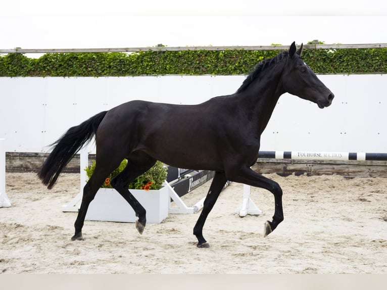 Studbook angloeuropeo Giumenta 3 Anni 167 cm Morello in Waddinxveen