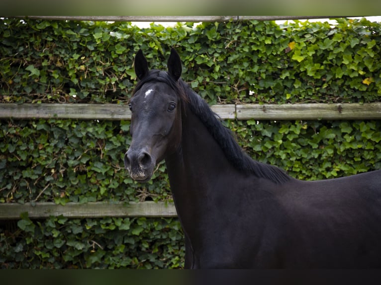 Studbook angloeuropeo Giumenta 3 Anni 167 cm Morello in Waddinxveen