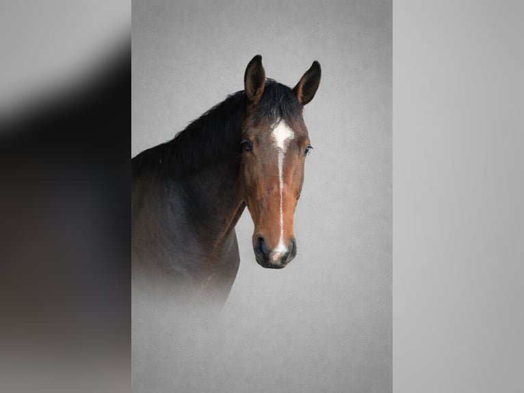 Studbook angloeuropeo Giumenta 3 Anni 168 cm Baio in Königsbach-Stein