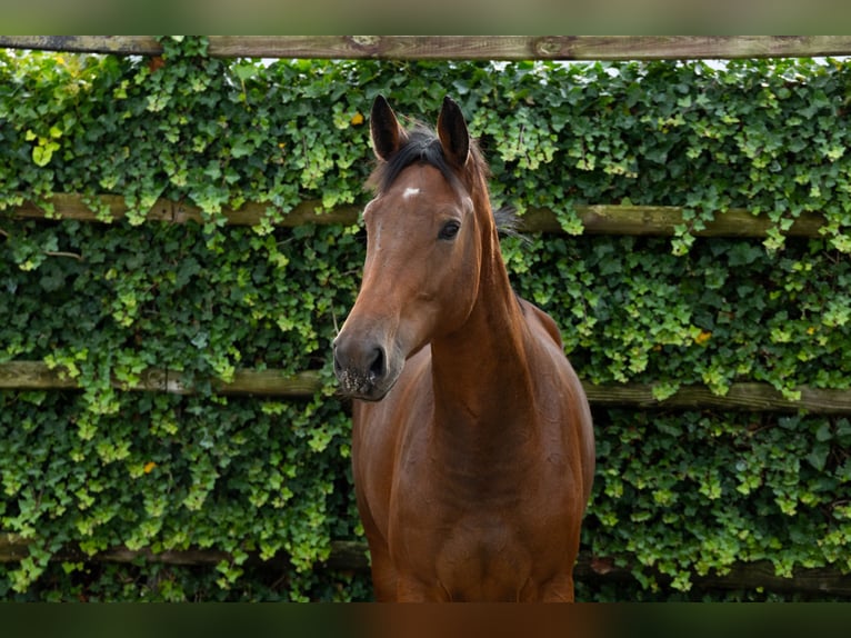 Studbook angloeuropeo Giumenta 3 Anni 169 cm Baio in Waddinxveen Studbook angloeuropeo Giumenta 3 Anni 169 cm Baio in Waddinxveen