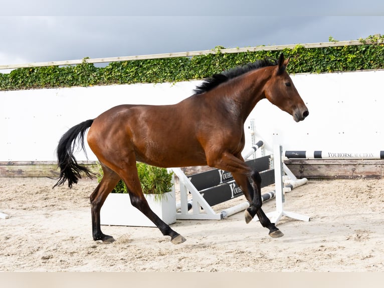Studbook angloeuropeo Giumenta 3 Anni 169 cm Baio in Waddinxveen Studbook angloeuropeo Giumenta 3 Anni 169 cm Baio in Waddinxveen