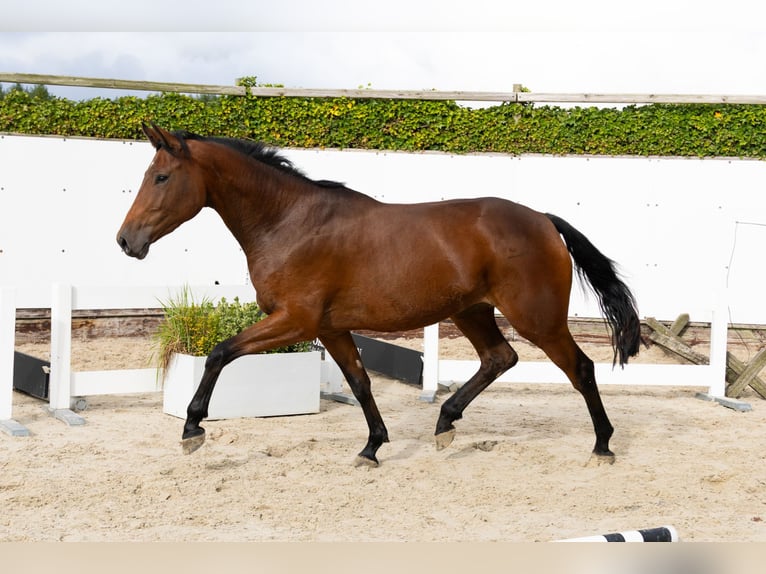 Studbook angloeuropeo Giumenta 3 Anni 169 cm Baio in Waddinxveen Studbook angloeuropeo Giumenta 3 Anni 169 cm Baio in Waddinxveen