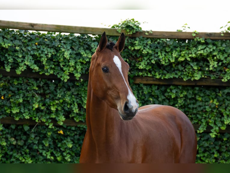 Studbook angloeuropeo Giumenta 3 Anni 170 cm Baio in Waddinxveen