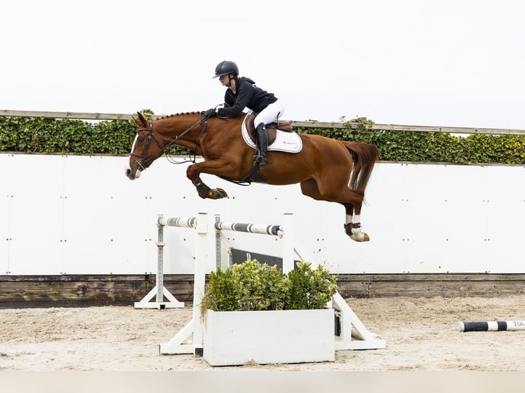 Studbook angloeuropeo Giumenta 3 Anni  in Waddinxveen