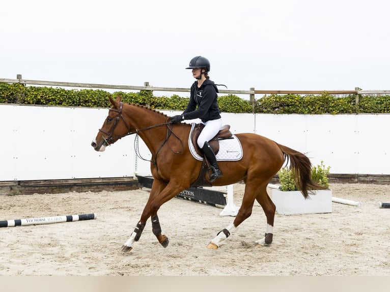 Studbook angloeuropeo Giumenta 3 Anni  in Waddinxveen