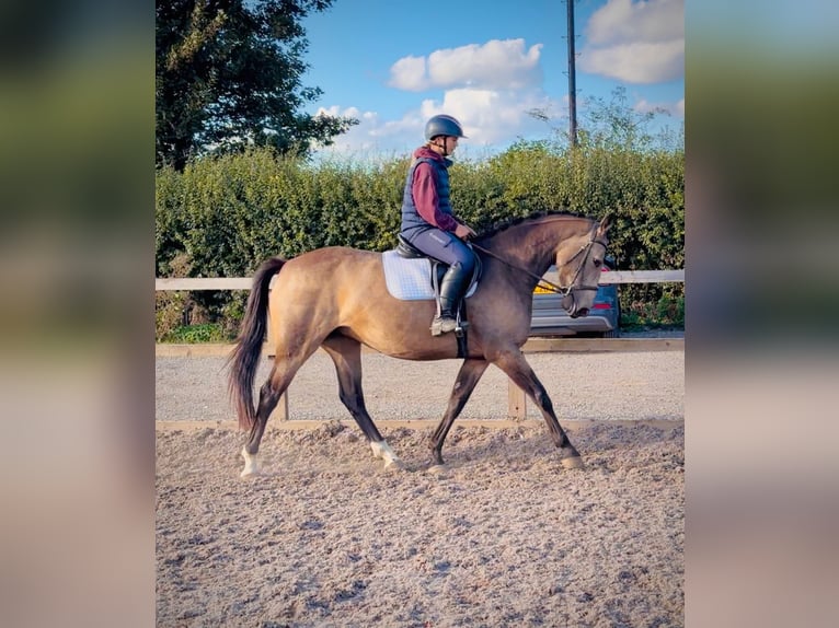 Studbook angloeuropeo Giumenta 4 Anni 158 cm Falbo in grantham