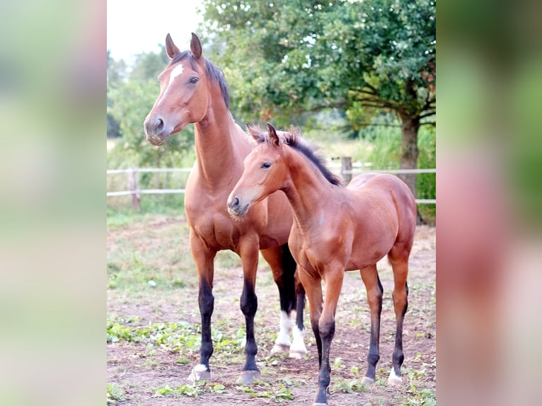 Studbook angloeuropeo Giumenta 4 Anni 160 cm Baio in Neuaigen