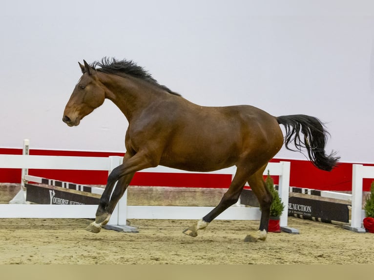 Studbook angloeuropeo Giumenta 4 Anni 160 cm Baio in Waddinxveen