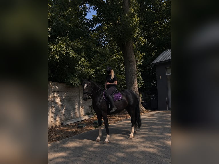 Studbook angloeuropeo Giumenta 4 Anni 162 cm Morello in Opalenica
