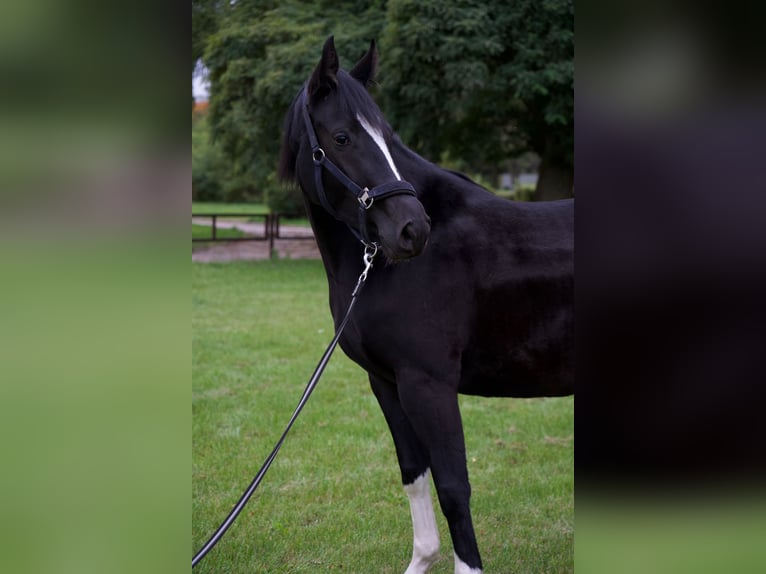Studbook angloeuropeo Giumenta 4 Anni 162 cm Morello in Opalenica