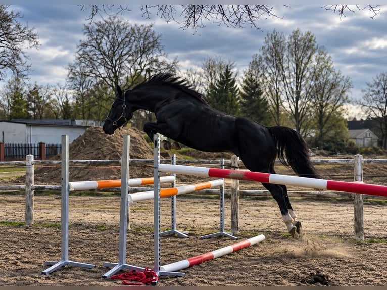 Studbook angloeuropeo Giumenta 4 Anni 162 cm Morello in Opalenica