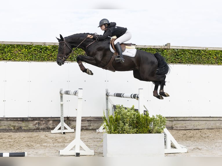 Studbook angloeuropeo Giumenta 4 Anni 163 cm Baio scuro in Waddinxveen
