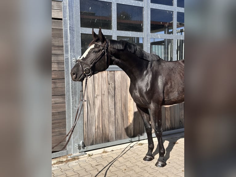 Studbook angloeuropeo Giumenta 4 Anni 165 cm Morello in Leipzig