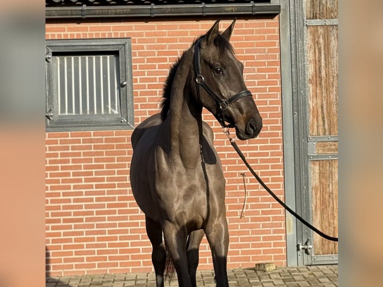 Studbook angloeuropeo Giumenta 4 Anni 168 cm Baio nero in Zieuwent