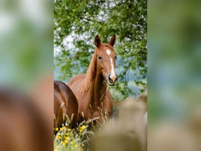 Studbook angloeuropeo Giumenta 4 Anni 168 cm Sauro in Sint-Maria-Lierde
