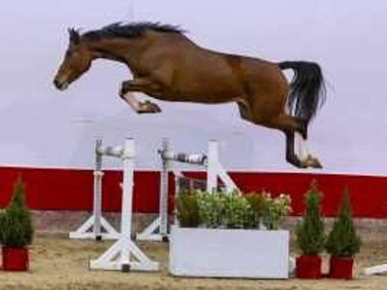 Studbook angloeuropeo Giumenta 4 Anni 170 cm Baio in Waddinxveen