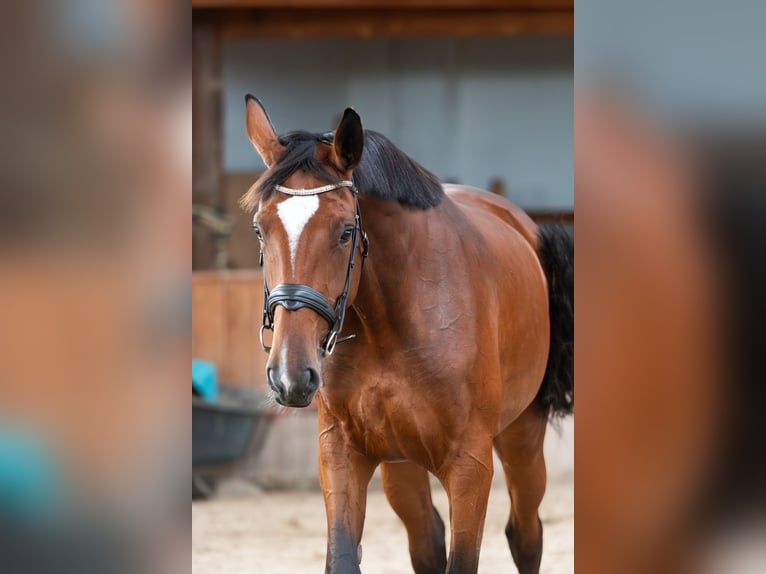 Studbook angloeuropeo Giumenta 4 Anni 170 cm Baio in Ko&#x142;obrzeg