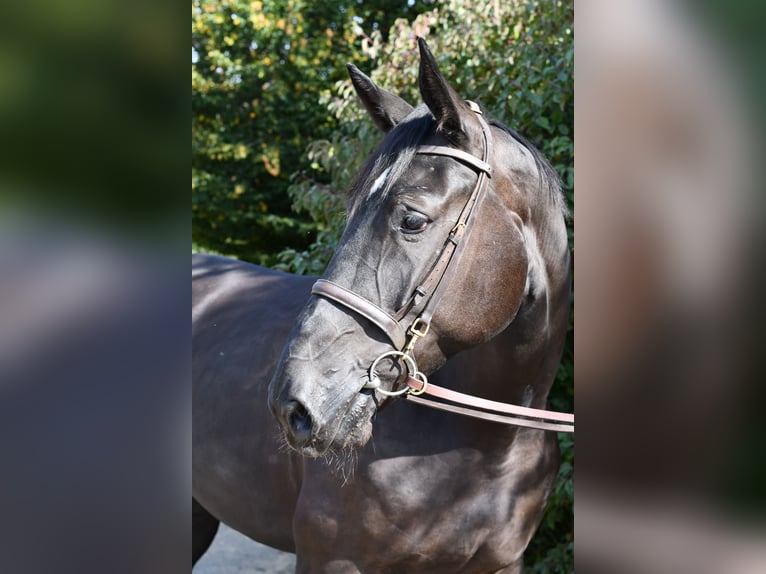 Studbook angloeuropeo Giumenta 4 Anni 172 cm Morello in Geilenkirchen
