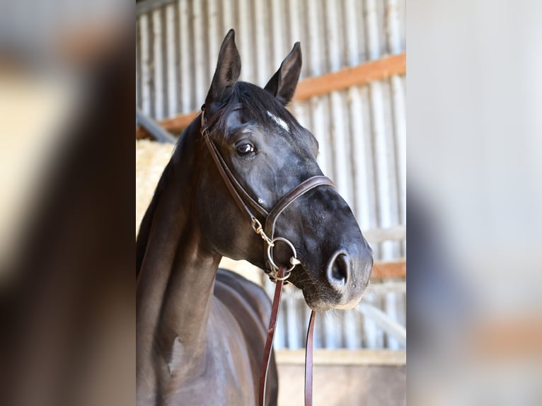 Studbook angloeuropeo Giumenta 4 Anni 172 cm Morello in Geilenkirchen