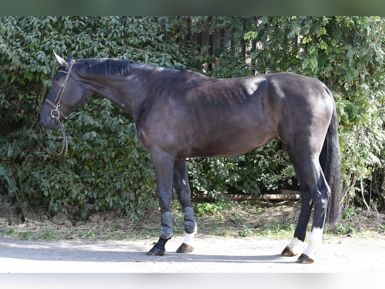 Studbook angloeuropeo Giumenta 4 Anni 172 cm Morello in Geilenkirchen
