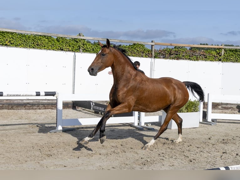 Studbook angloeuropeo Giumenta 5 Anni 159 cm Baio in Waddinxveen