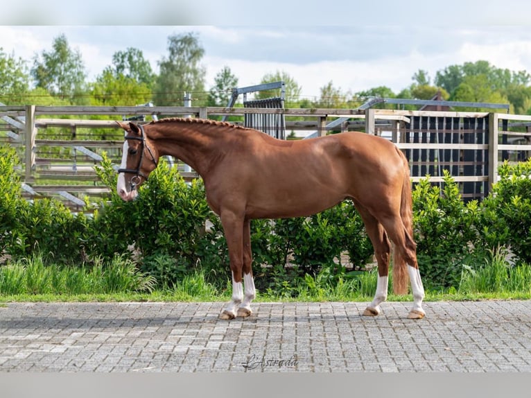 Studbook angloeuropeo Giumenta 5 Anni 163 cm Sauro in Ospel