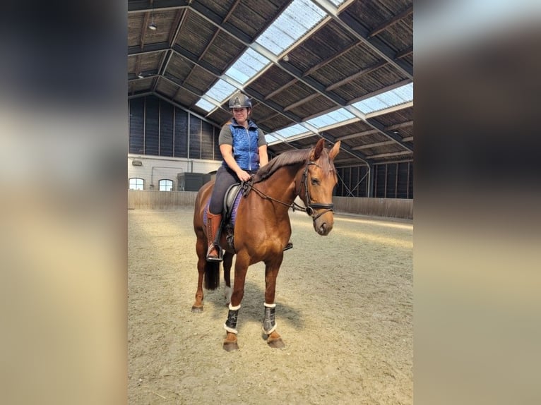 Studbook angloeuropeo Giumenta 5 Anni 163 cm Sauro scuro in Westervoort