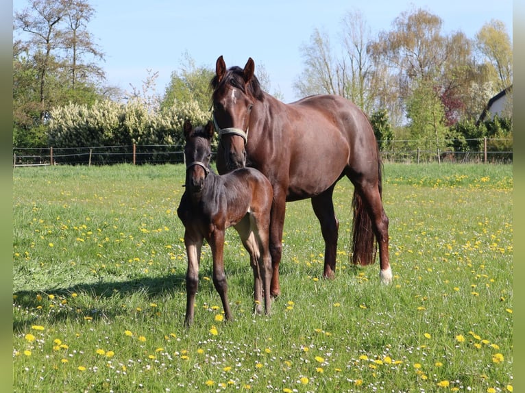 Studbook angloeuropeo Giumenta 5 Anni 163 cm Sauro scuro in Westervoort