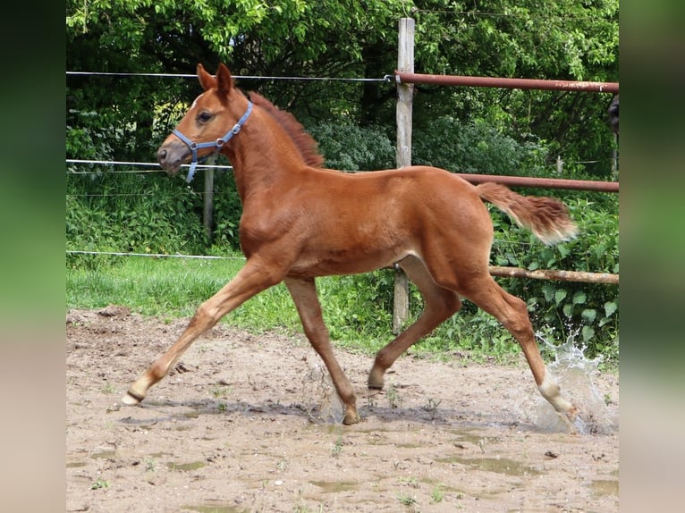 Studbook angloeuropeo Giumenta 5 Anni 163 cm Sauro scuro in Westervoort