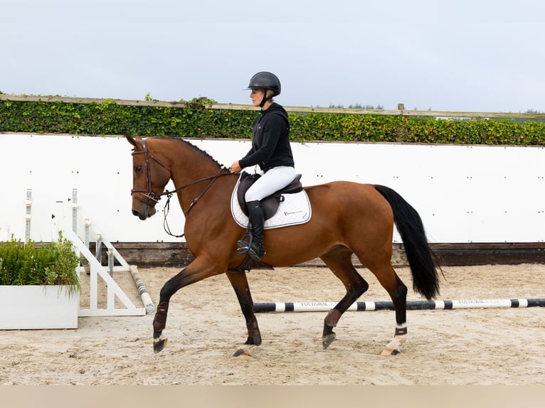 Studbook angloeuropeo Giumenta 5 Anni 164 cm Baio in Waddinxveen Studbook angloeuropeo Giumenta 5 Anni 164 cm Baio in Waddinxveen