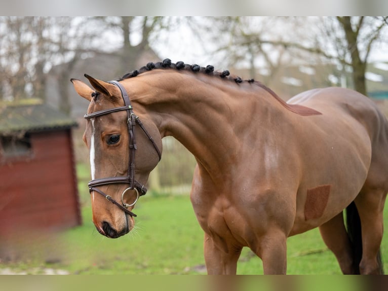 Studbook angloeuropeo Giumenta 5 Anni 164 cm Sauro in GROTE-BROGEL