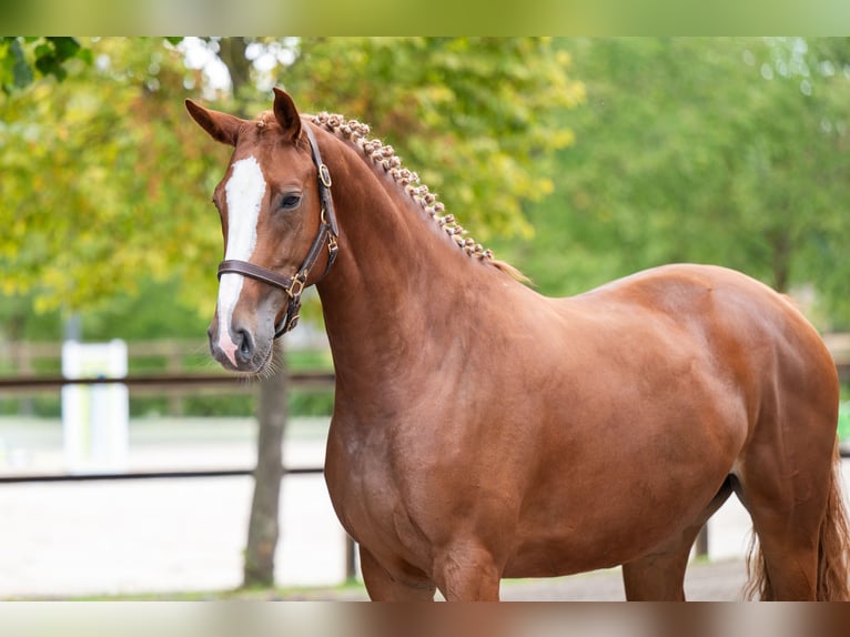 Studbook angloeuropeo Giumenta 5 Anni 164 cm Sauro in Kaulille