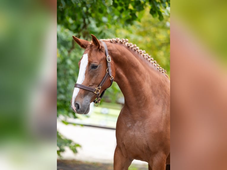 Studbook angloeuropeo Giumenta 5 Anni 164 cm Sauro in Kaulille
