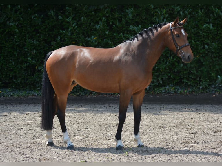 Studbook angloeuropeo Giumenta 5 Anni 165 cm Baio in Heeswijk-Dinther