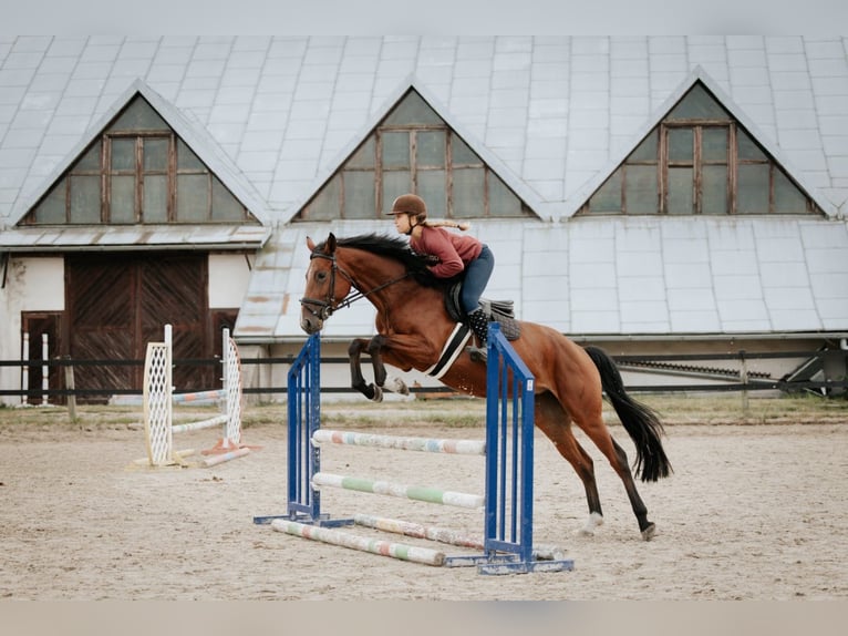 Studbook angloeuropeo Giumenta 5 Anni 165 cm Baio in Okoly