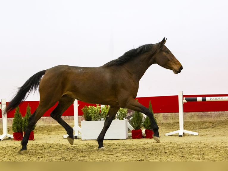 Studbook angloeuropeo Giumenta 5 Anni 165 cm Baio in Waddinxveen