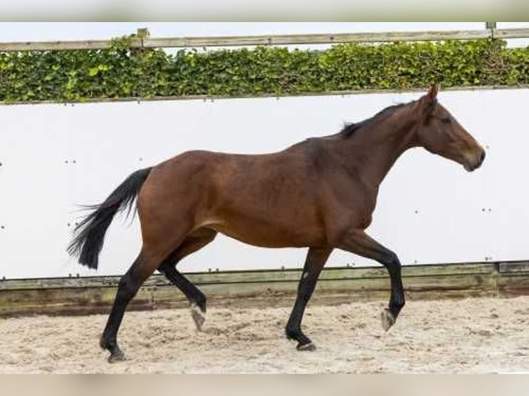 Studbook angloeuropeo Giumenta 5 Anni 166 cm Baio in Waddinxveen