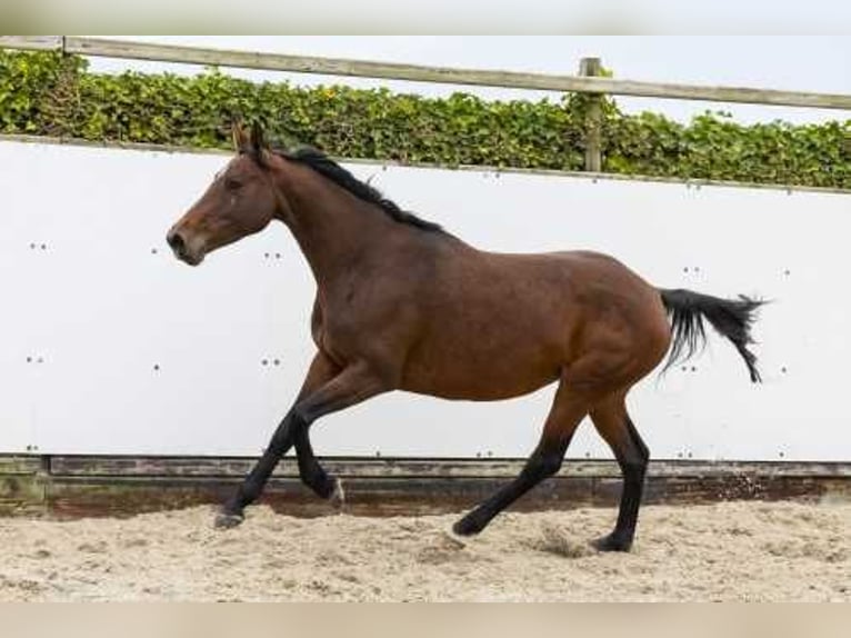 Studbook angloeuropeo Giumenta 5 Anni 166 cm Baio in Waddinxveen