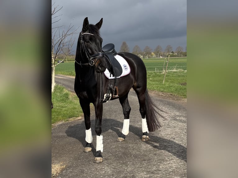 Studbook angloeuropeo Giumenta 5 Anni 169 cm Baio nero in Erkelenz