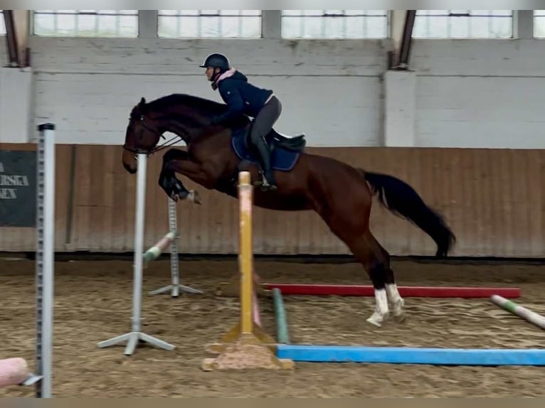 Studbook angloeuropeo Giumenta 5 Anni 170 cm Baio in Kołobrzeg