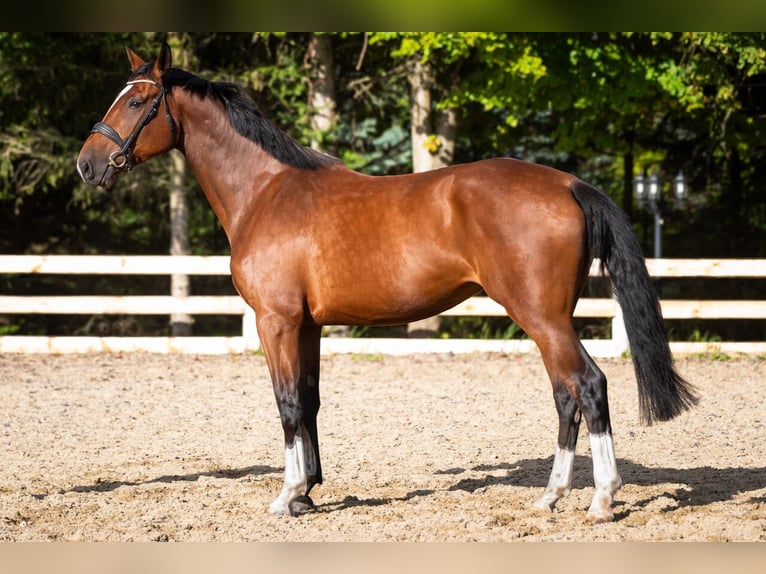 Studbook angloeuropeo Giumenta 5 Anni 170 cm Baio in Kołobrzeg
