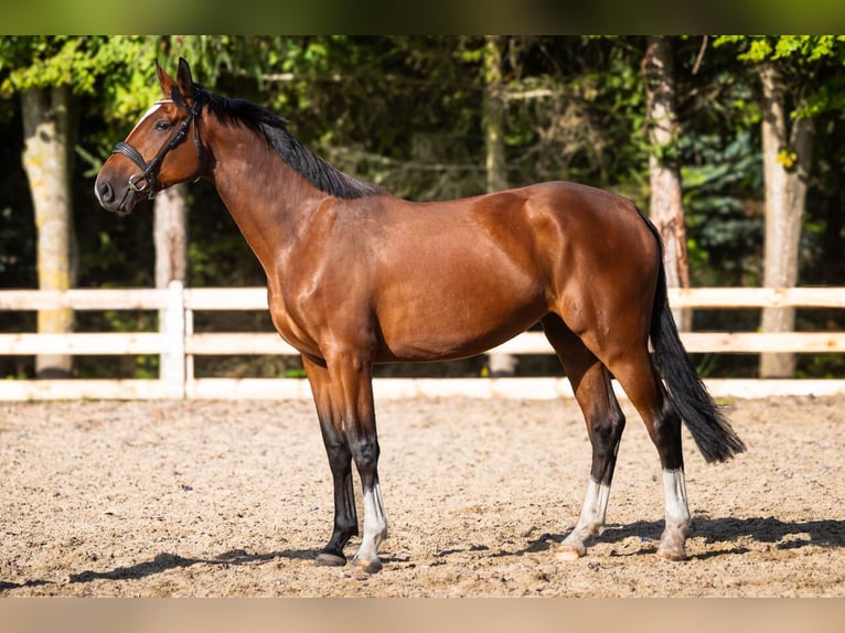 Studbook angloeuropeo Giumenta 5 Anni 170 cm Baio in Kołobrzeg