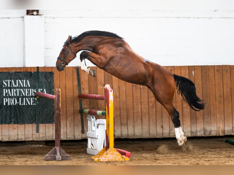 Studbook angloeuropeo Giumenta 5 Anni 170 cm Baio in Kołobrzeg