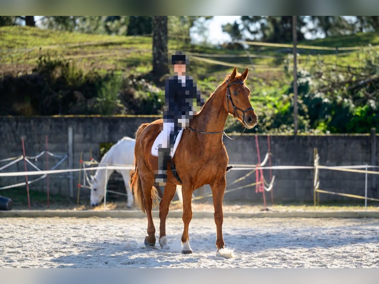 Studbook angloeuropeo Giumenta 5 Anni 175 cm Sauro in Ourense
