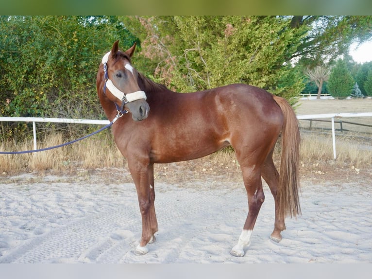 Studbook angloeuropeo Giumenta 6 Anni 163 cm Sauro in Alcorcon