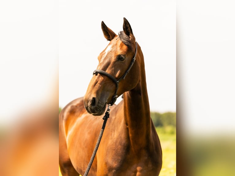Studbook angloeuropeo Giumenta 6 Anni 164 cm Baio ciliegia in Kaleń-Towarzystwo